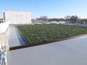 屋上緑化工事（薄層）